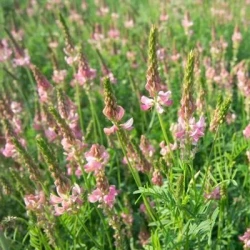 Sainfoin double ZEUS en cosse non traité