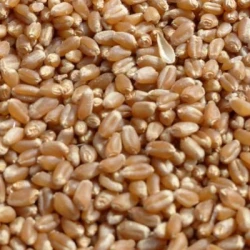 Blé tendre REBELDE VIBRANCE GOLD