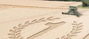 Blé tendre ABSALON VIBRANCE GOLD