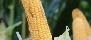 Maïs très précoce AROUND MaïsPROTECTOR