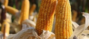 Maïs précoce BISMARK MaïsPROTECTOR