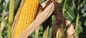 Maïs très précoce GIULIANA MaïsPROTECTOR