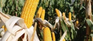 Maïs précoce WILLIAM MaïsPROTECTOR