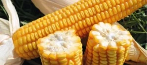 Maïs demi-précoce MAINDOR MaïsPROTECTOR