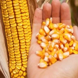 Maïs demi-précoce MAINDOR MaïsPROTECTOR