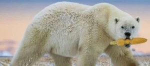 Maïs très précoce SCANDINAV MaïsPROTECTOR