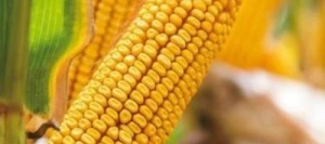 Maïs demi-précoce ARTENYO AB non traité