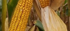 Maïs demi-tardif TERRIO AB non traité