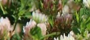 Trèfle de Micheli COBRA non traité