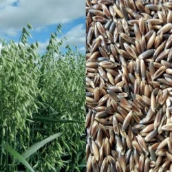 Avoine HUCUL Noire VIBRANCE GOLD