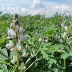 Lupin FRIEDA blanc AB non traité