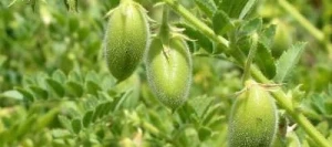 Pois chiche BADIL AB non traité