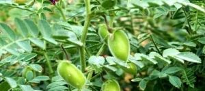 Pois chiche LAMBADA non traité