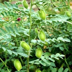 Pois chiche LAMBADA AB ACTI'FILM