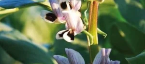 Féverole ALLISON AB non traité