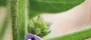 Soja SINEMA I AB Hicoat Super