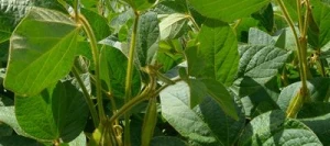 Soja ADONAI I AB Hicoat Super