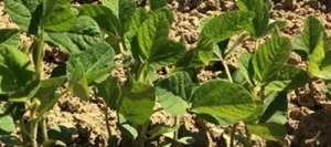 Soja TRIBOR 0 AB Hicoat Super