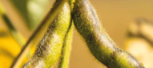 Soja SPEEDA 0 AB Hicoat Super