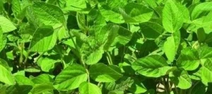 Soja AMBELLA 0000 non traité