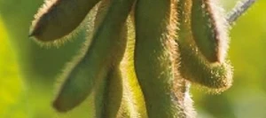 Soja ABACA 0000 AB non traité