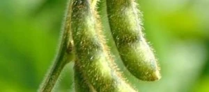 Soja AURELINA 000 AB non traité