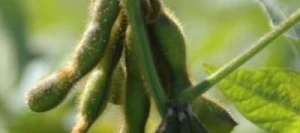 Soja ADELFIA 00 AB non traité