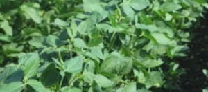 Soja ANANDA I AB non traité