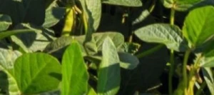 Soja ALVESTA 00 AB non traité