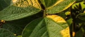 Soja GENERATOR I Hicoat Super