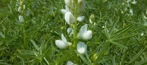 Lupin ARABELLA bleu non traité