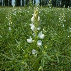 Lupin ARABELLA bleu non traité