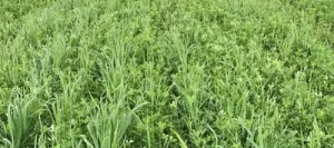 Luzernes PERMA'LUZ non traité