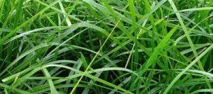 Fétuque élevée ILIADE non traité