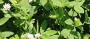 Trèfle Squarrosum non traité