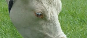 Ray grass Anglais DELIKA non traité