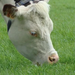 Ray grass Anglais DELIKA non traité