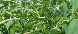 Fenugrec FENU-FIX non traité