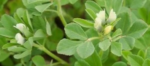 Fenugrec non traité