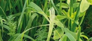 Couverts TERR'ACTIV MIX+ B AB non traité