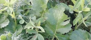 Couverts TERR'ACTIV FASSOL non traité