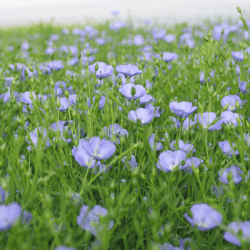 Lin oléagineux FLORAL printemps AB non traité