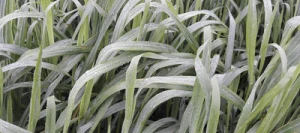 Avoine rude SPIRALE non traité