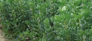 Féverole VICTUS non traité