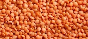 Lentille ROSANA non traité