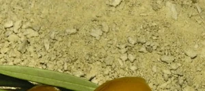 OLIFAT Poudre - Matières grasses