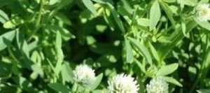 Trèfle Alexandrie AKENATON non traité