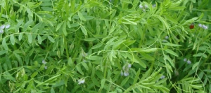 Lentille BELUGA non traité