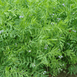 Lentille BELUGA non traité