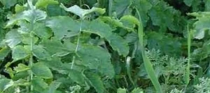 Couverts VAMAGRO Expert non traité